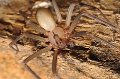 pics brown recluse spider